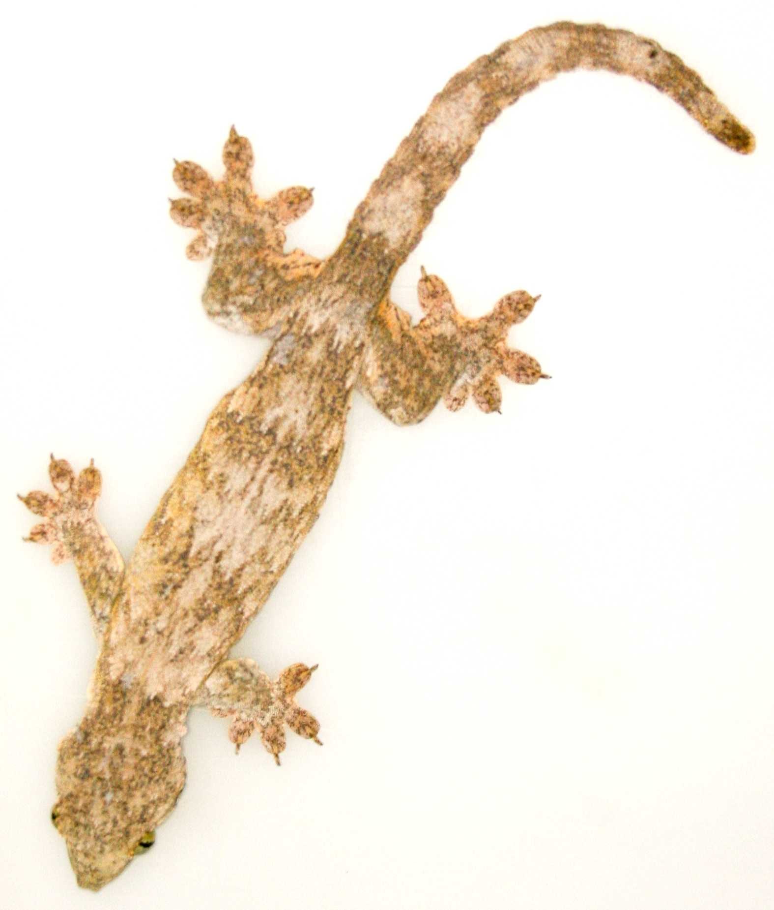 Banana leaf gecko, Cal Zoo photo archive