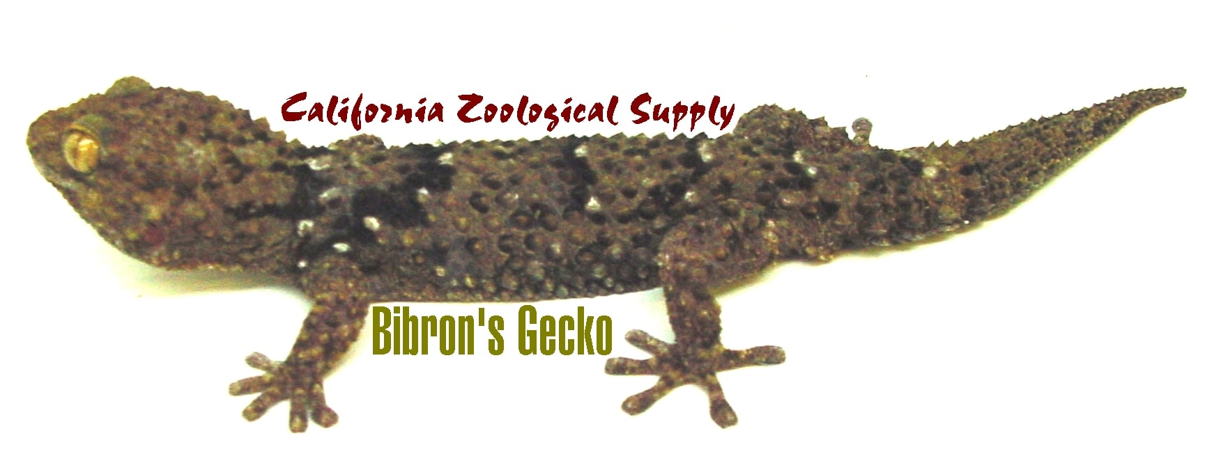 Bibron’s gecko, Cal Zoo photo archive