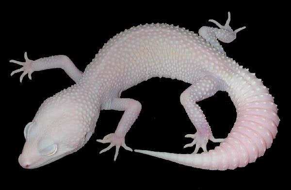 Blanco gecko, Cal Zoo photo archive