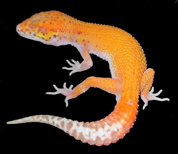 Blood radar gecko, Cal Zoo photo archive