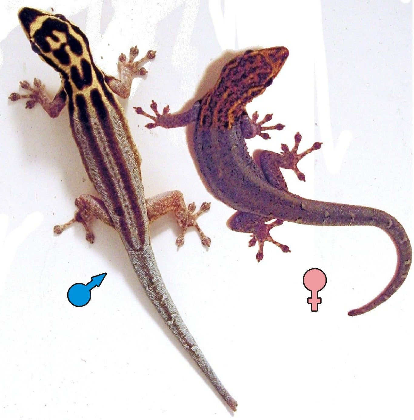 Cape zebra gecko, Cal Zoo photo archive