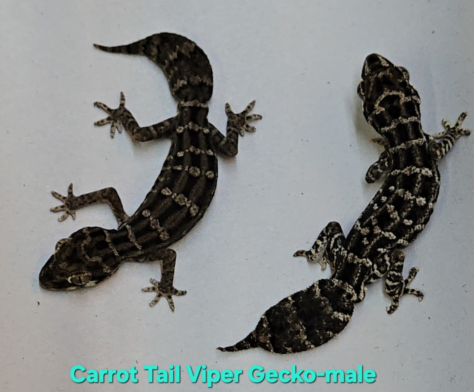 Carrot-tail viper gecko, Cal Zoo photo archive