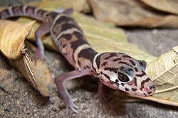 Central American banded gecko, Cal Zoo photo archive
