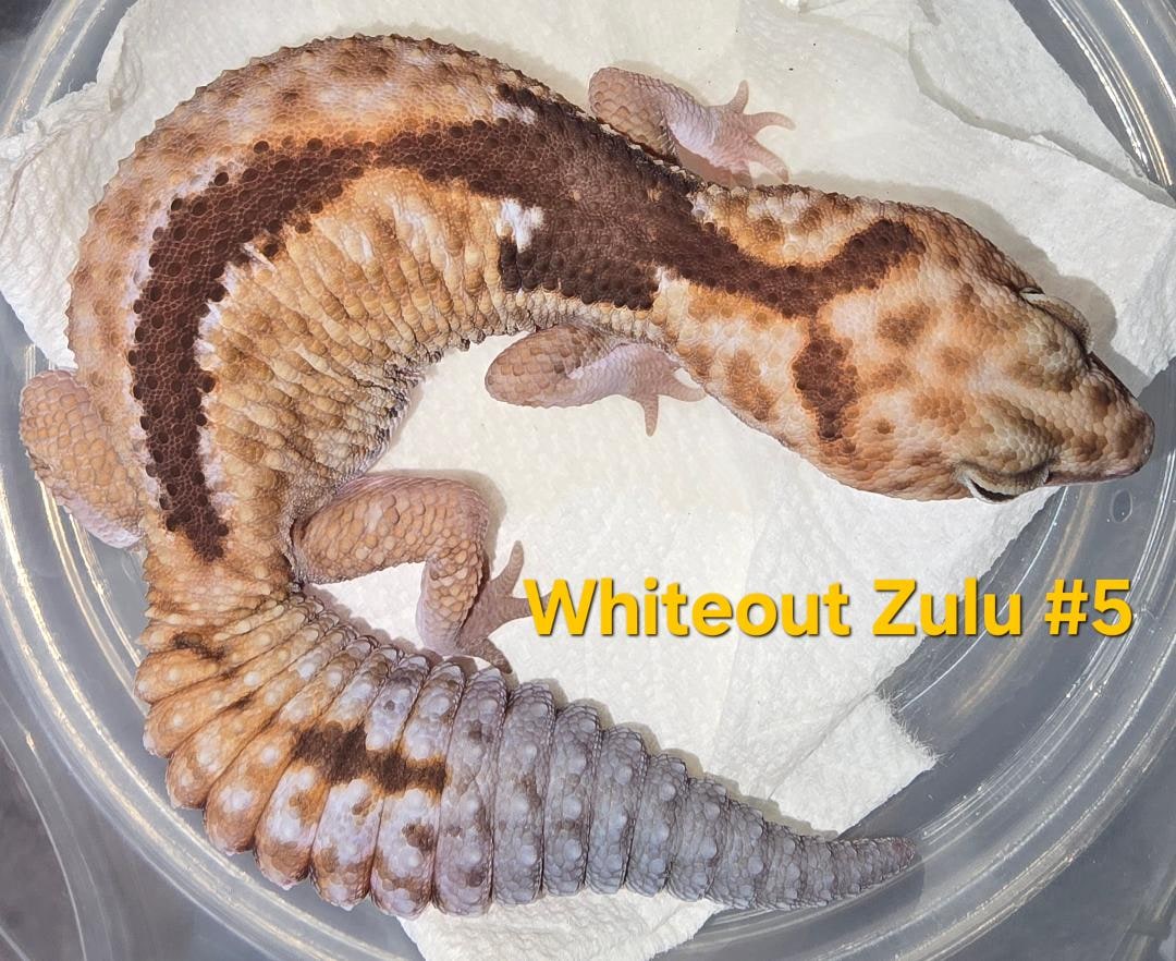 Fancy fat-tail gecko, Cal Zoo photo archive