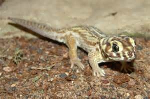 Frog-eyed gecko, Cal Zoo photo archive