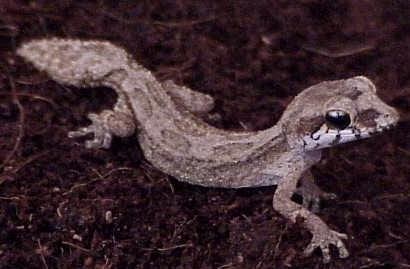 Grandidier’s gecko, Cal Zoo photo archive