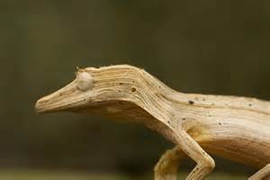 Striped leaf-tail gecko, Cal Zoo photo archive