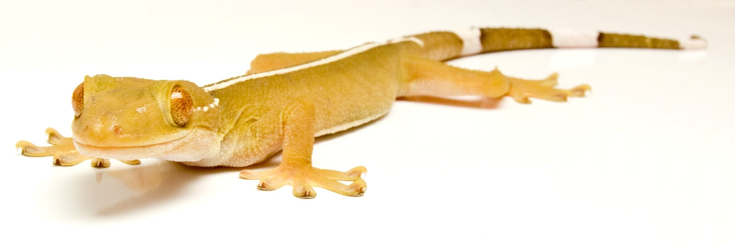 Skunk gecko, Cal Zoo photo archive