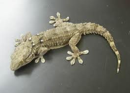 White-spotted gecko, Cal Zoo photo archive