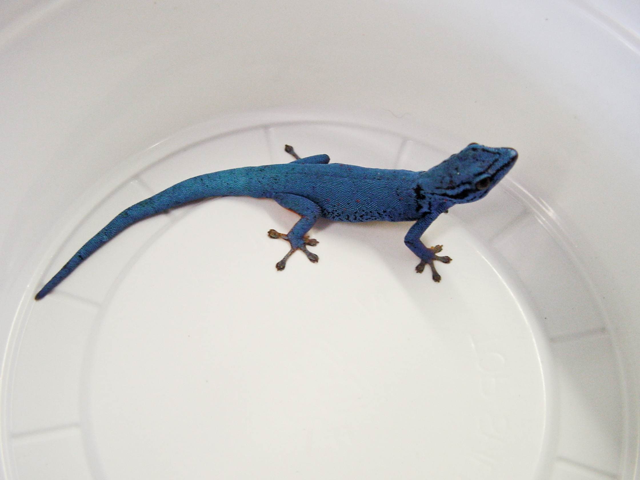 Williams’ dwarf gecko, Cal Zoo photo archive