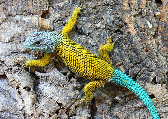 Golden emerald swift, Cal Zoo photo archive