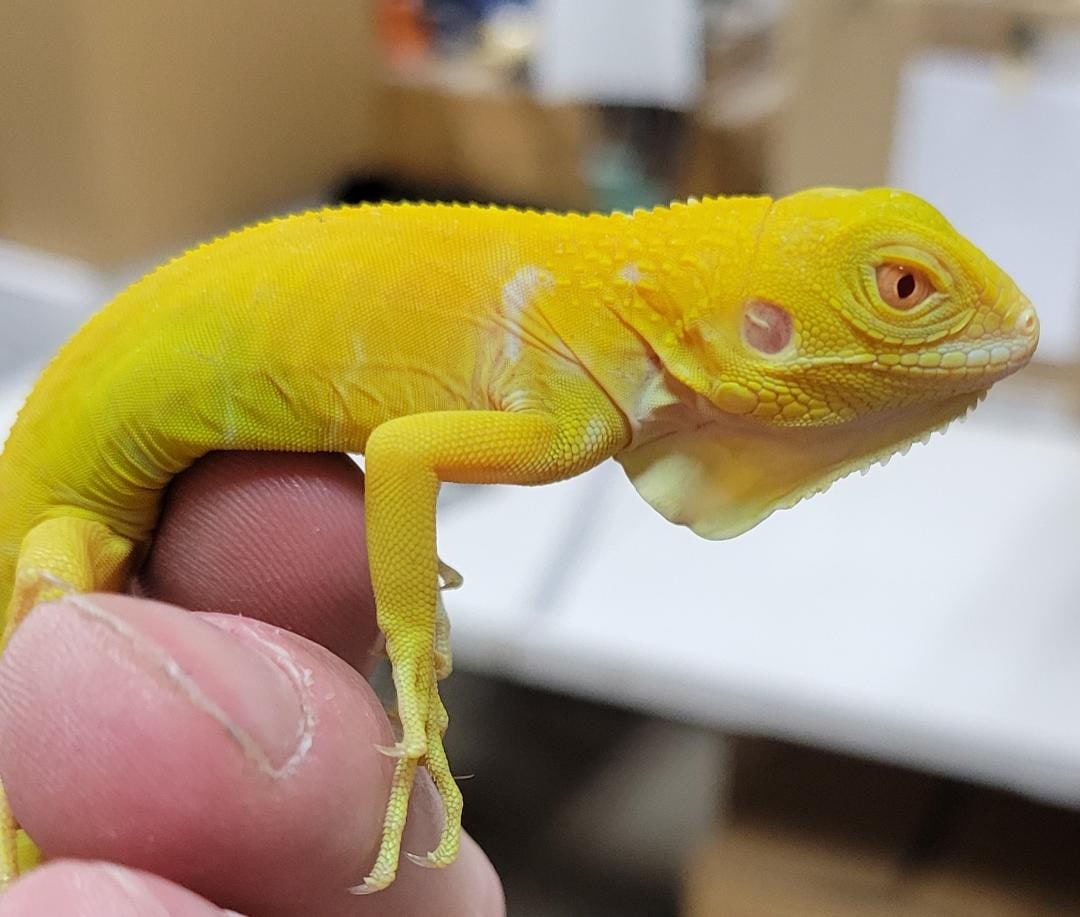Albino iguana, Cal Zoo photo archive