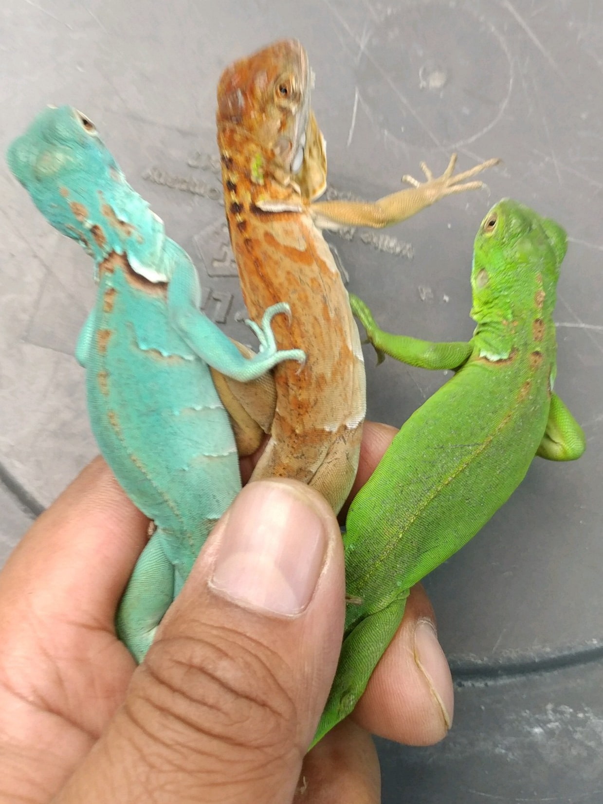 Iguanas, Cal Zoo photo archive