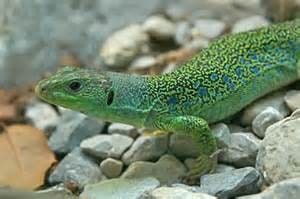 Jeweled lacerta, Cal Zoo photo archive