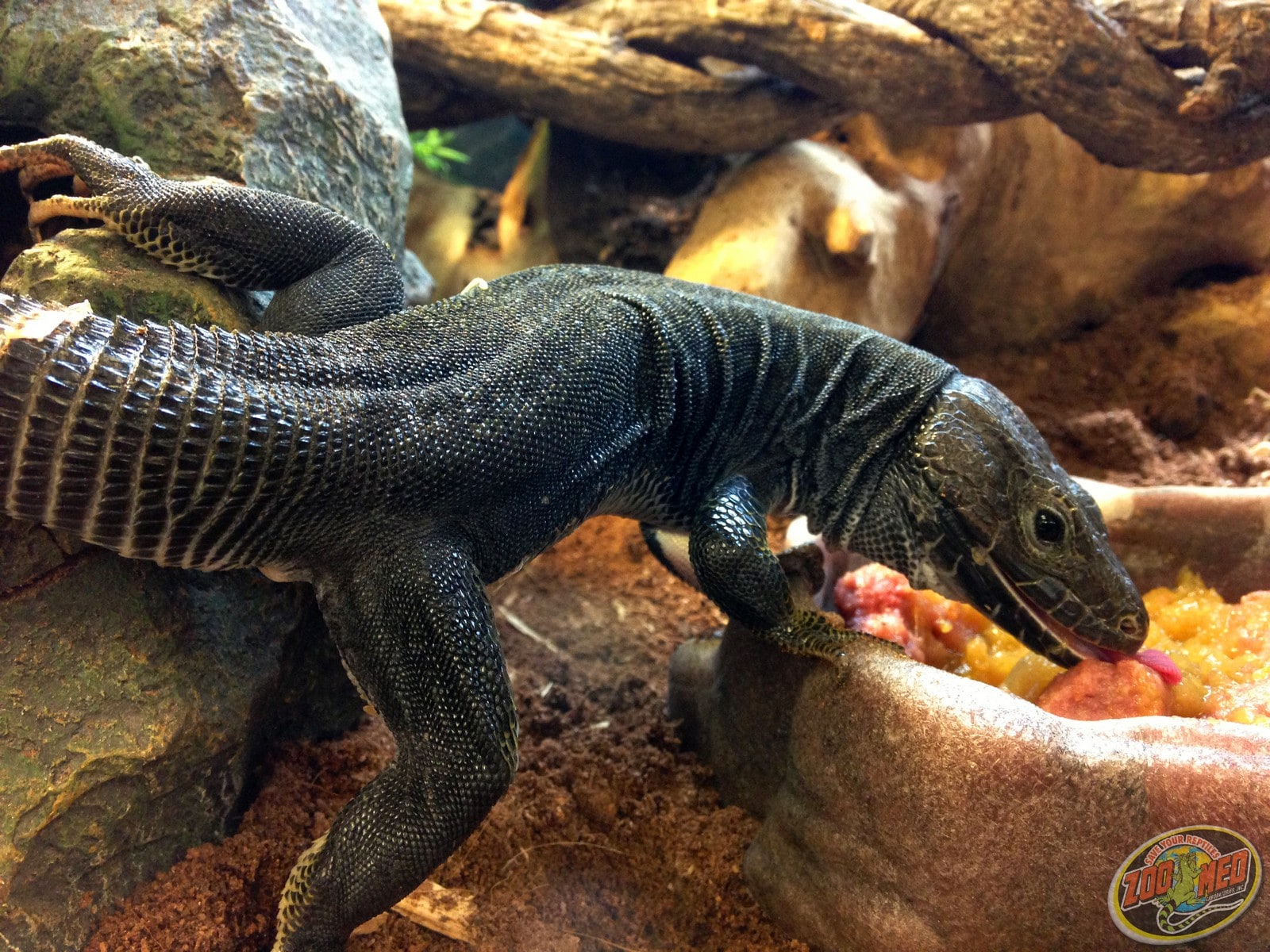 Melanistic jeweled lacerta, Cal Zoo photo archive