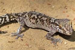 Mocquard’s panther gecko, Cal Zoo photo archive