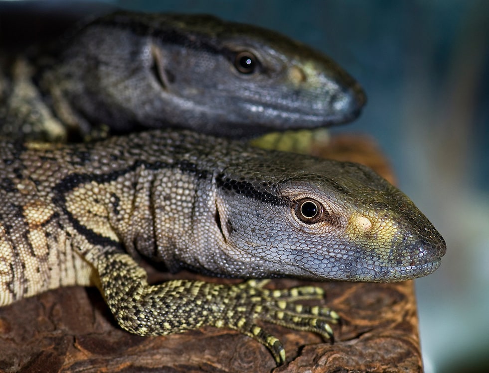 Black-throated monitor, Cal Zoo photo archive