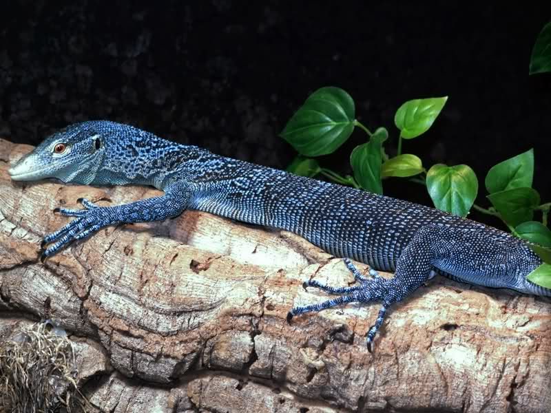 Blue tree monitor, Cal Zoo photo archive