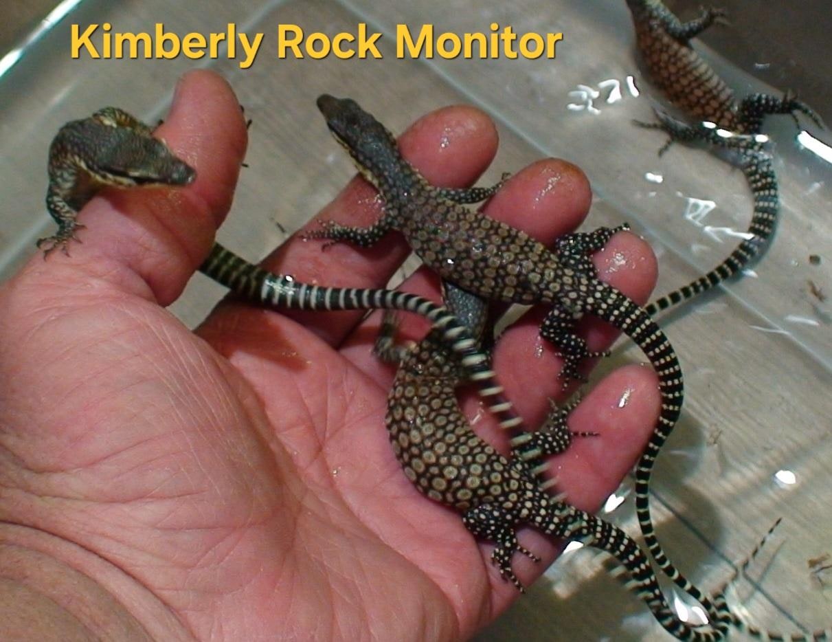 Kimberley rock monitor, Cal Zoo photo archive