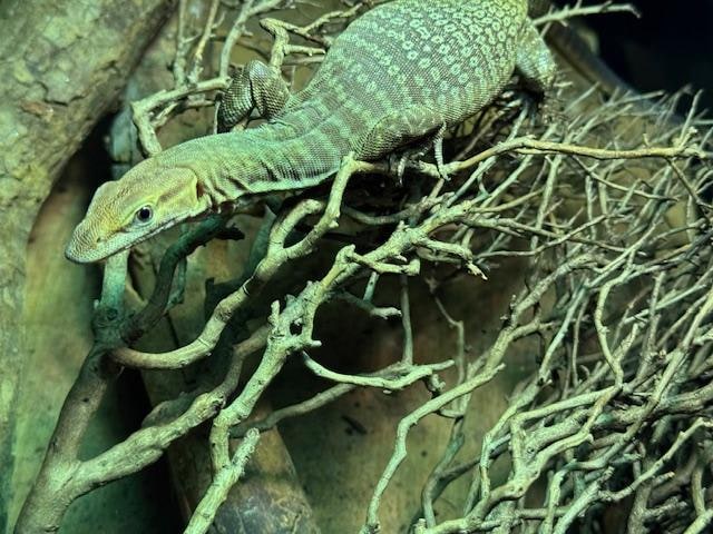 Black-headed monitor, Cal Zoo photo archive