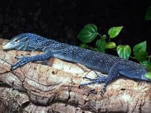 Blue tree monitor, Cal Zoo photo archive