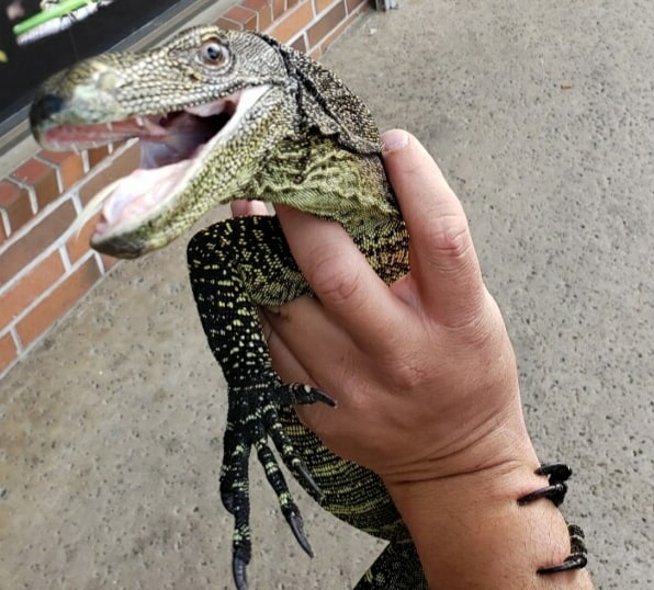 Crocodile monitor, Cal Zoo photo archive