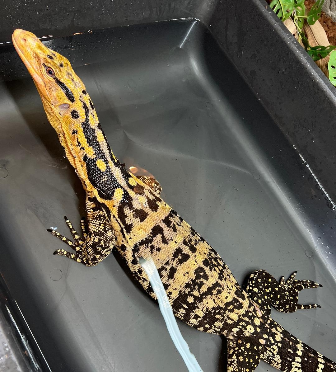 Cuming’s monitor, adult, Cal Zoo photo archive
