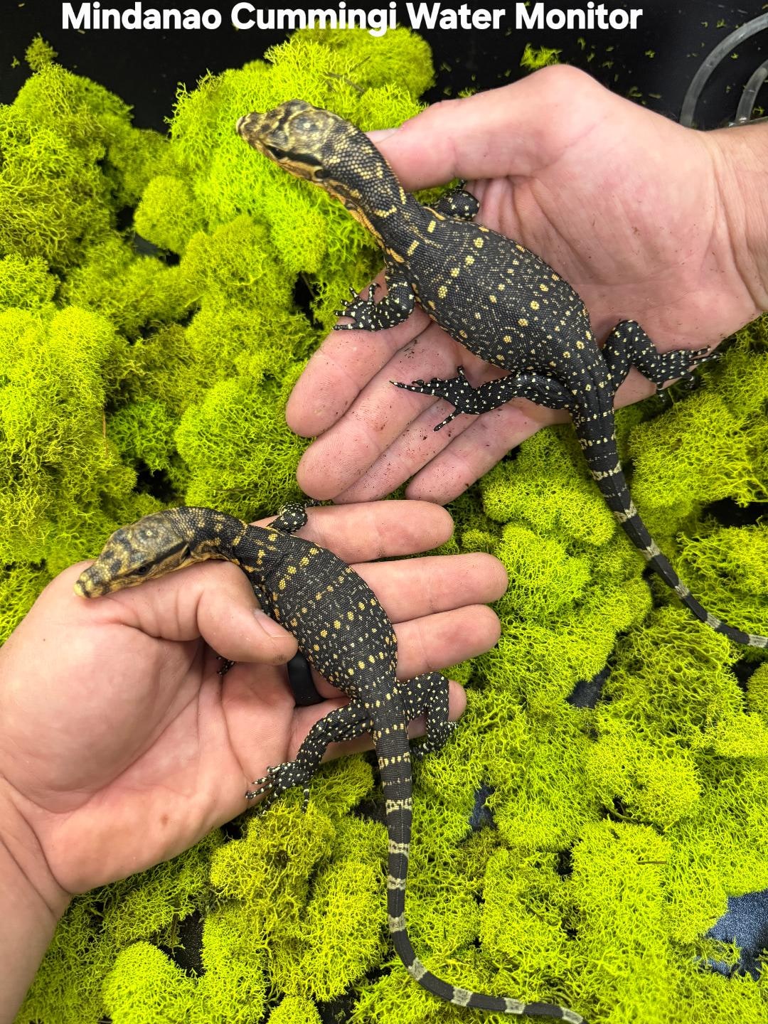 Cuming’s monitor, babies, Cal Zoo photo archive