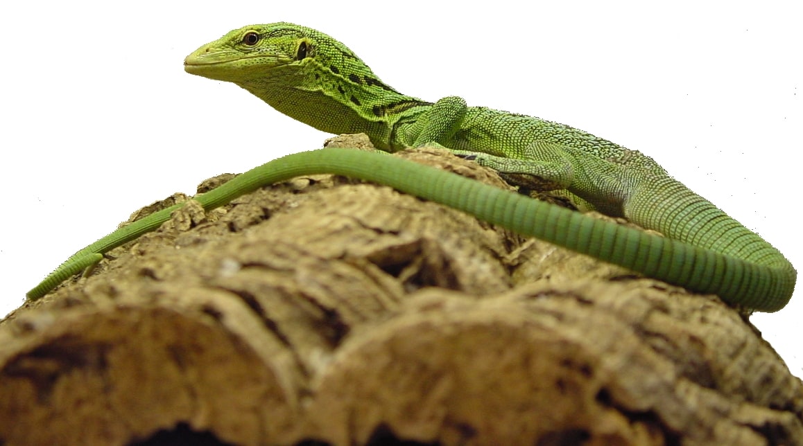 Green tree monitor, Cal Zoo photo archive