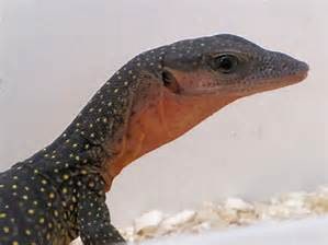 Peach-throated monitor, Cal Zoo photo archive