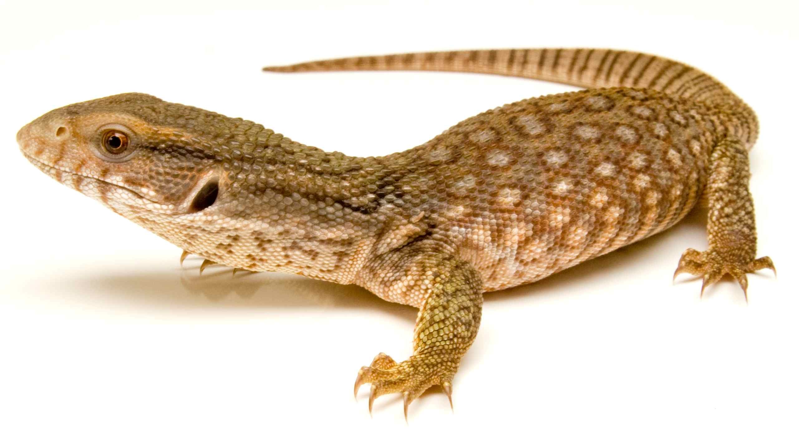 Savannah monitor, juvenile, Cal Zoo photo archive