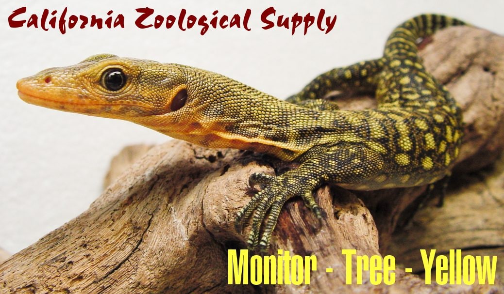 Yellow tree monitor, Cal Zoo photo archive