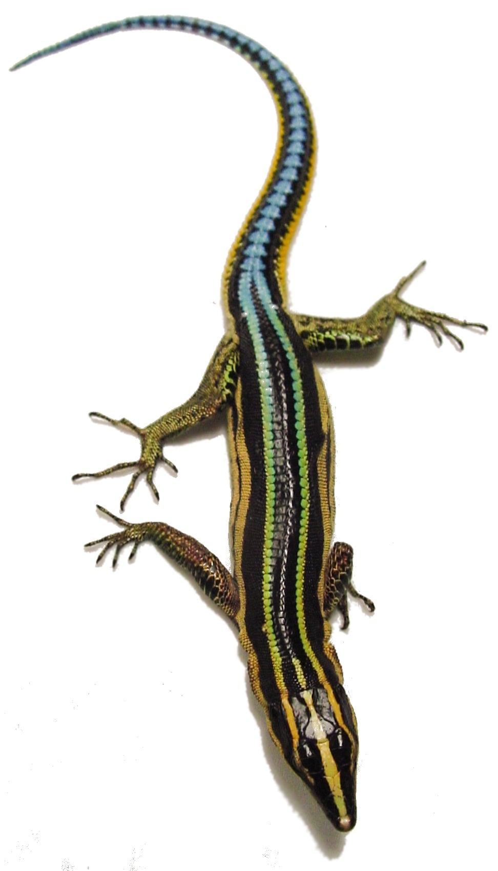 Neon blue rock lizard, Cal Zoo photo archive