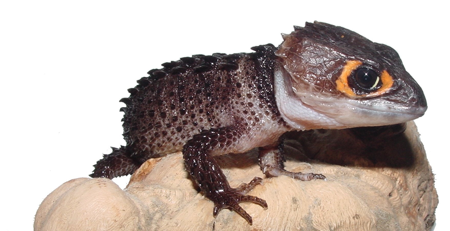 Orange-eyed casquehead, Cal Zoo photo archive