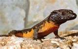 Orange-bellied girdled lizard, male, Cal Zoo photo archive