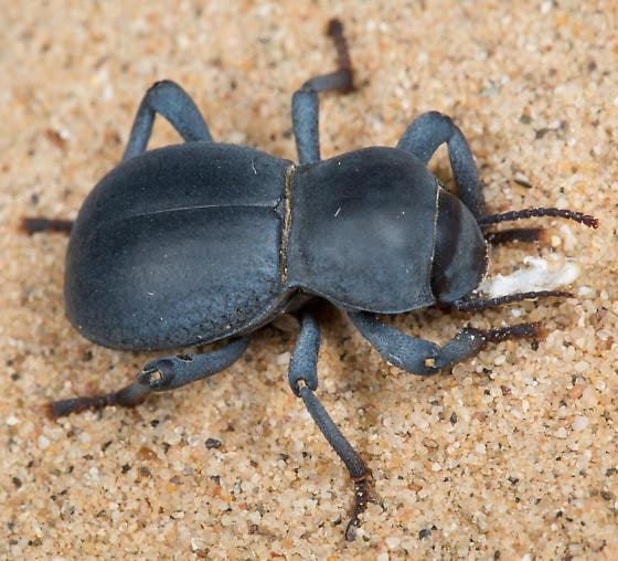 Beetle Black Smooth, Cal Zoo photo archive