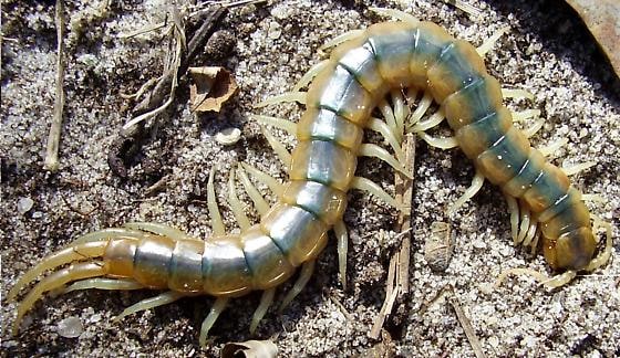 CENTIPEDE GREEN STRIPE, Cal Zoo photo archive
