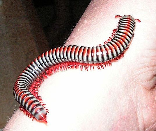 MILLIPEDE RAINBOW, Cal Zoo photo archive