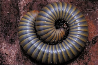 Millipede ASST Ghost, Cal Zoo photo archive