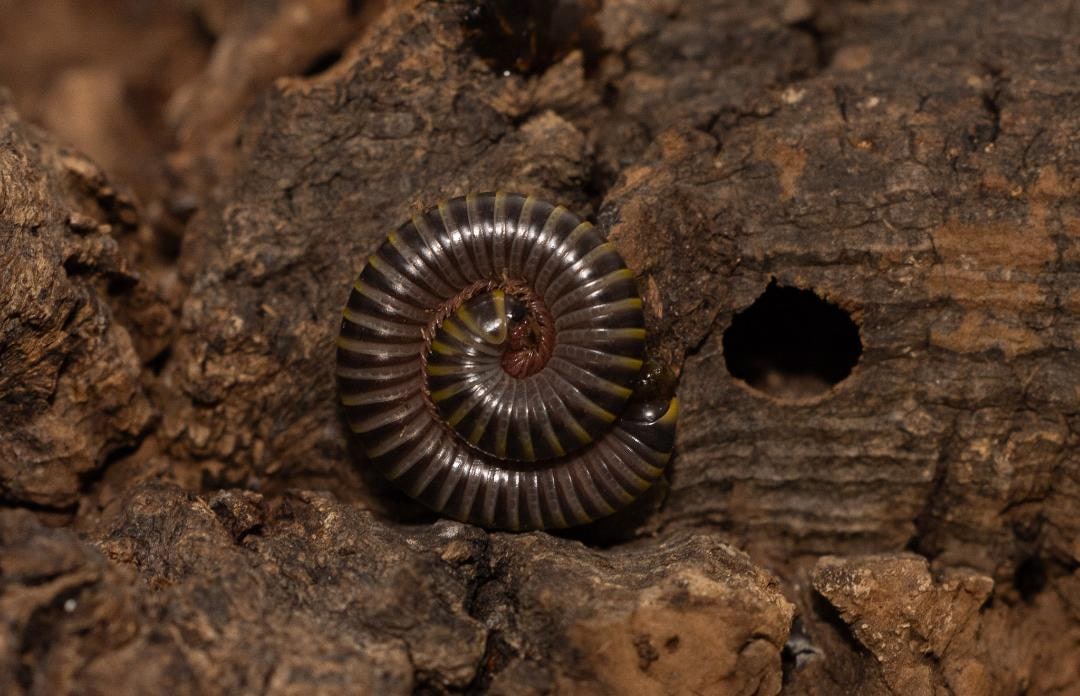 Millipede Bumble Bee NEW, Cal Zoo photo archive