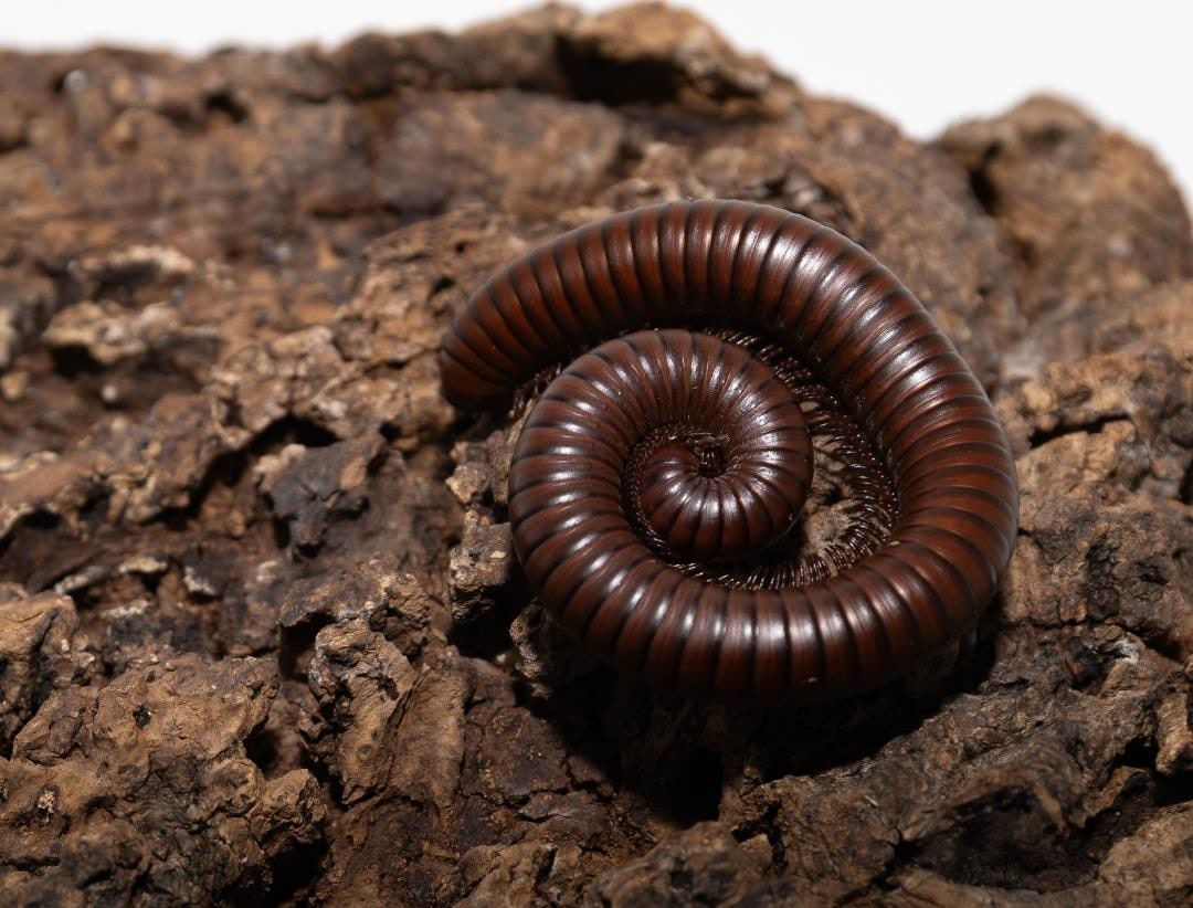 Millipede Chocolate NEW, Cal Zoo photo archive
