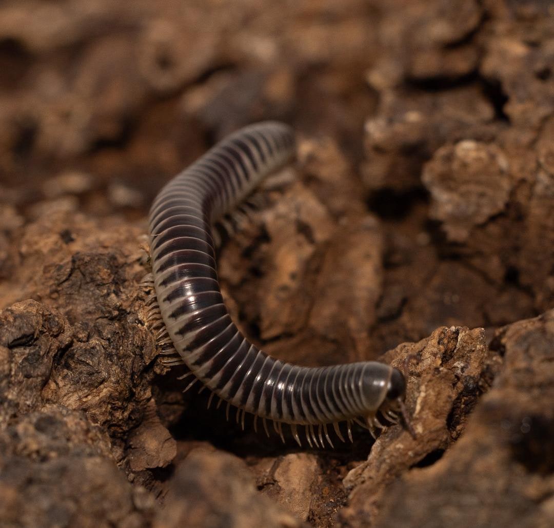 Millipede Purple Ivory NEW, Cal Zoo photo archive