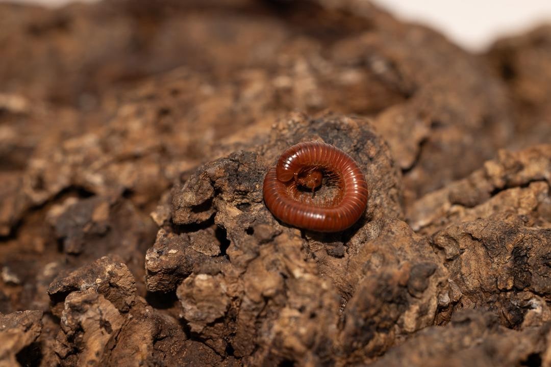 Millipede Scarlet New, Cal Zoo photo archive