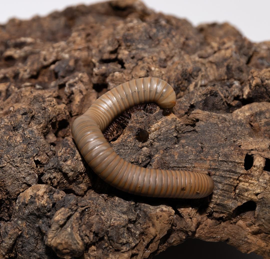 Millipede Smokey Grey NEW, Cal Zoo photo archive
