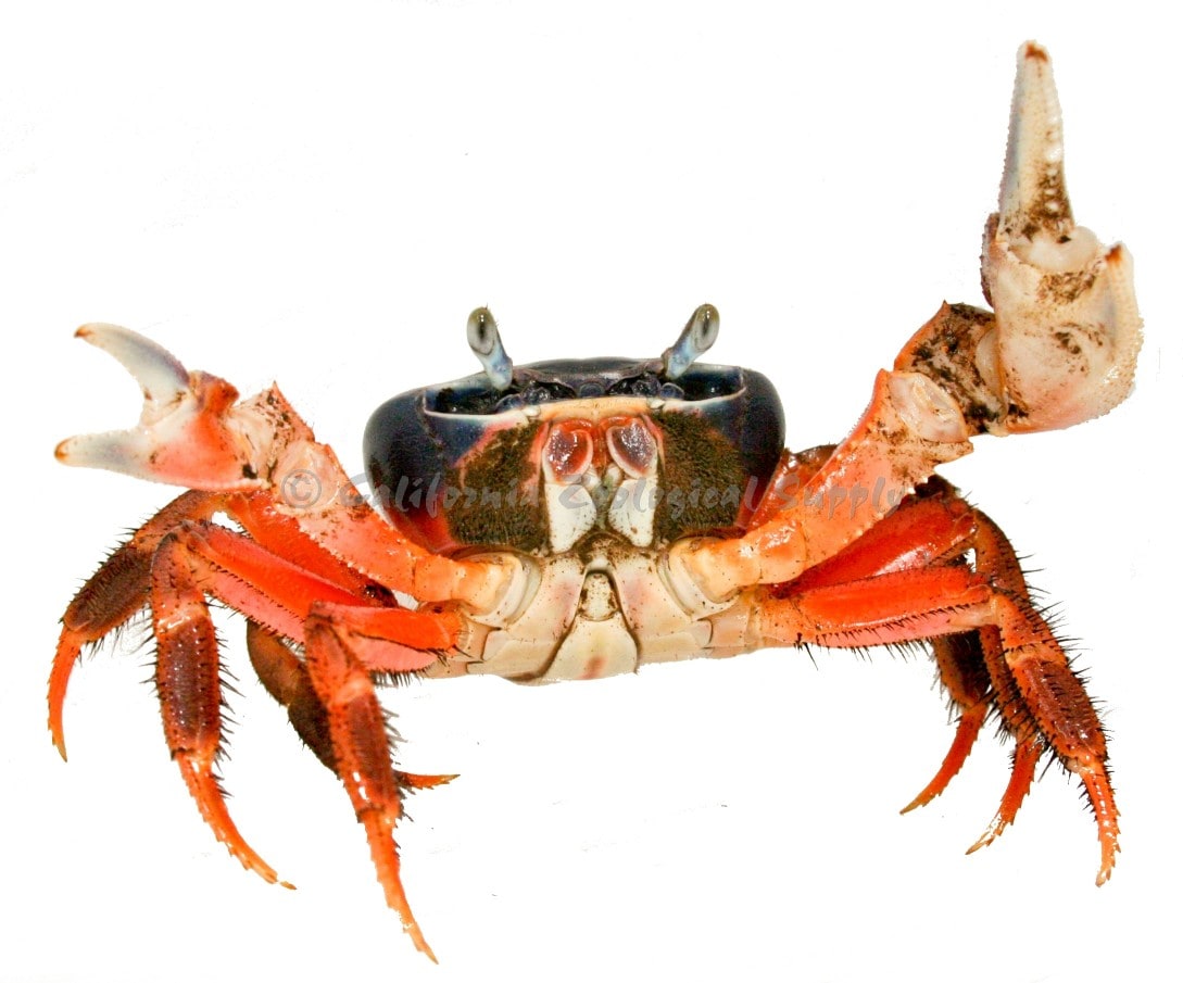 Moon Crab 05, Cal Zoo photo archive