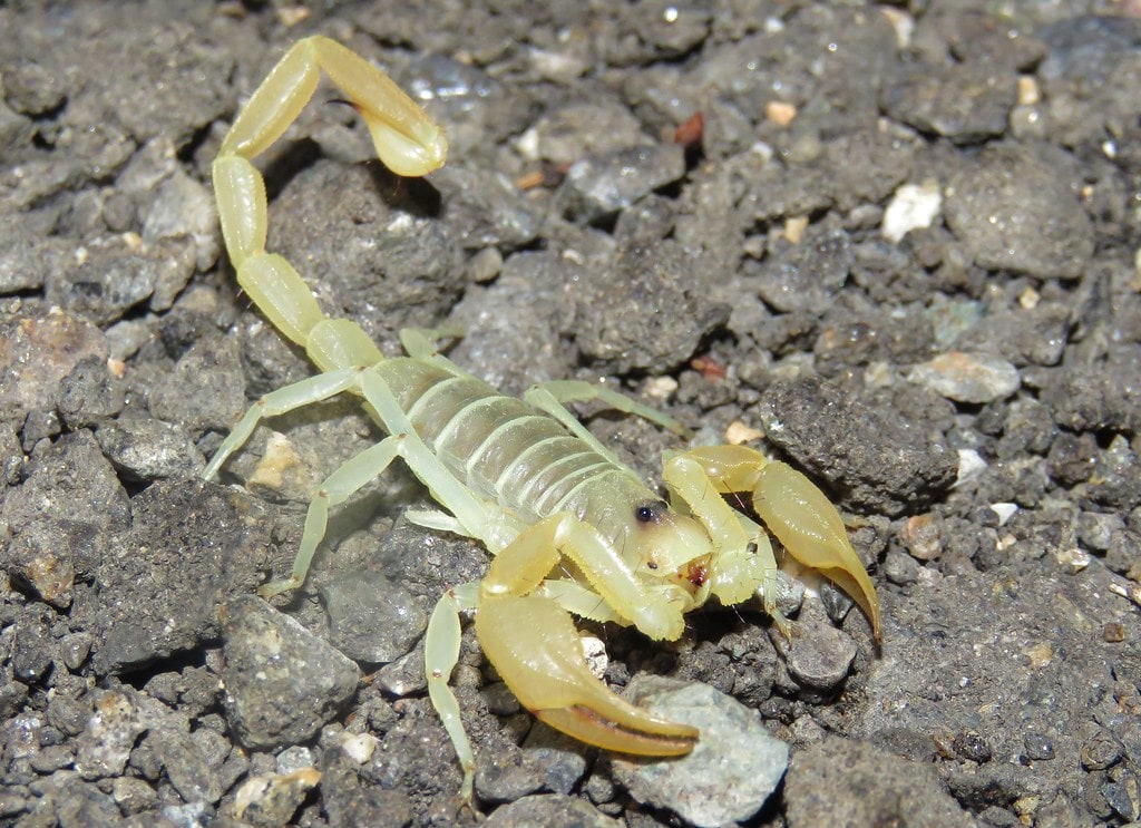 SCORPION DUNE, Cal Zoo photo archive