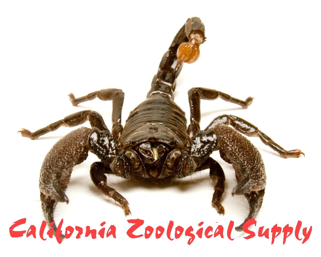 Scorpion Emperor, Cal Zoo photo archive