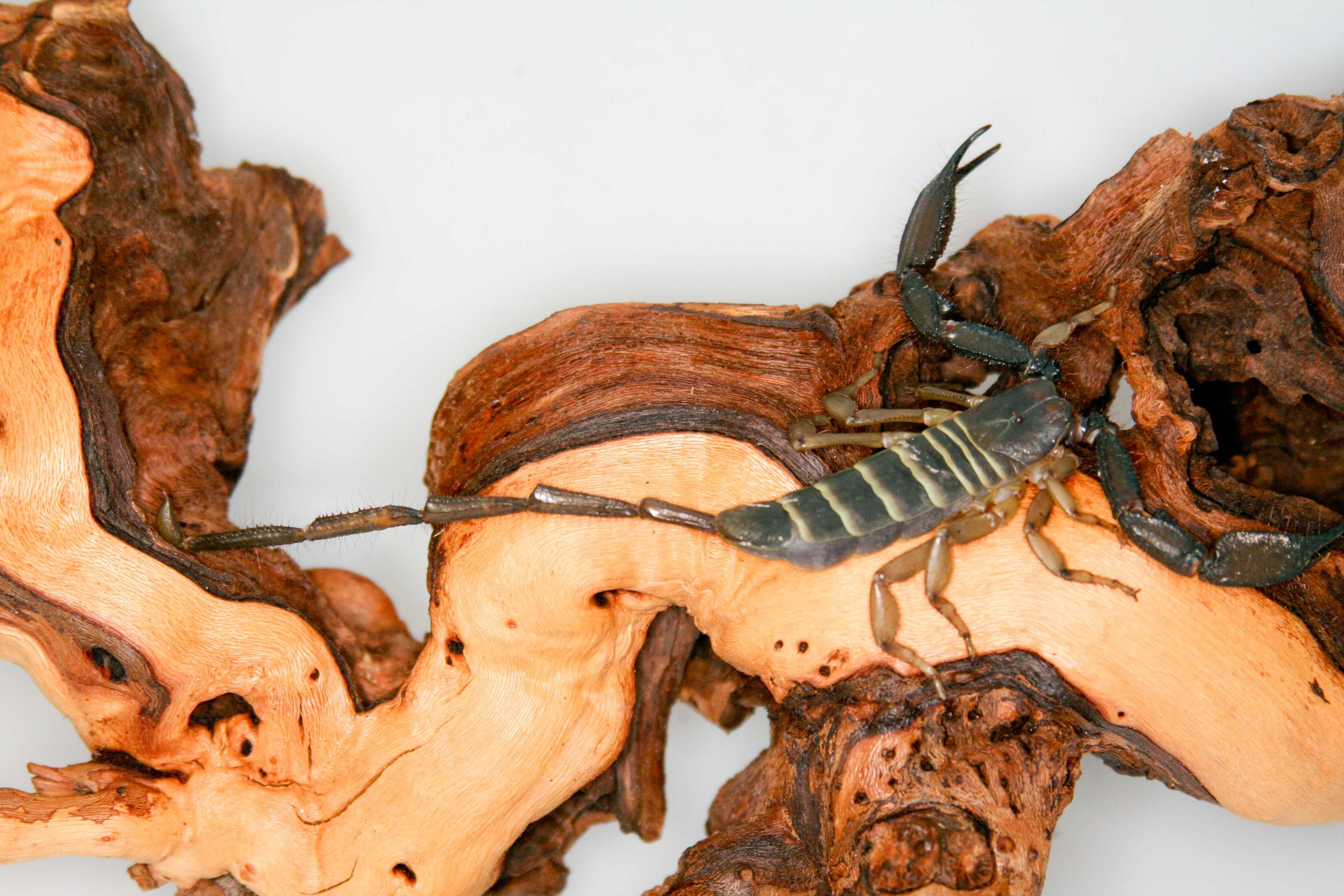 Scorpion Flat Rock 01, Cal Zoo photo archive