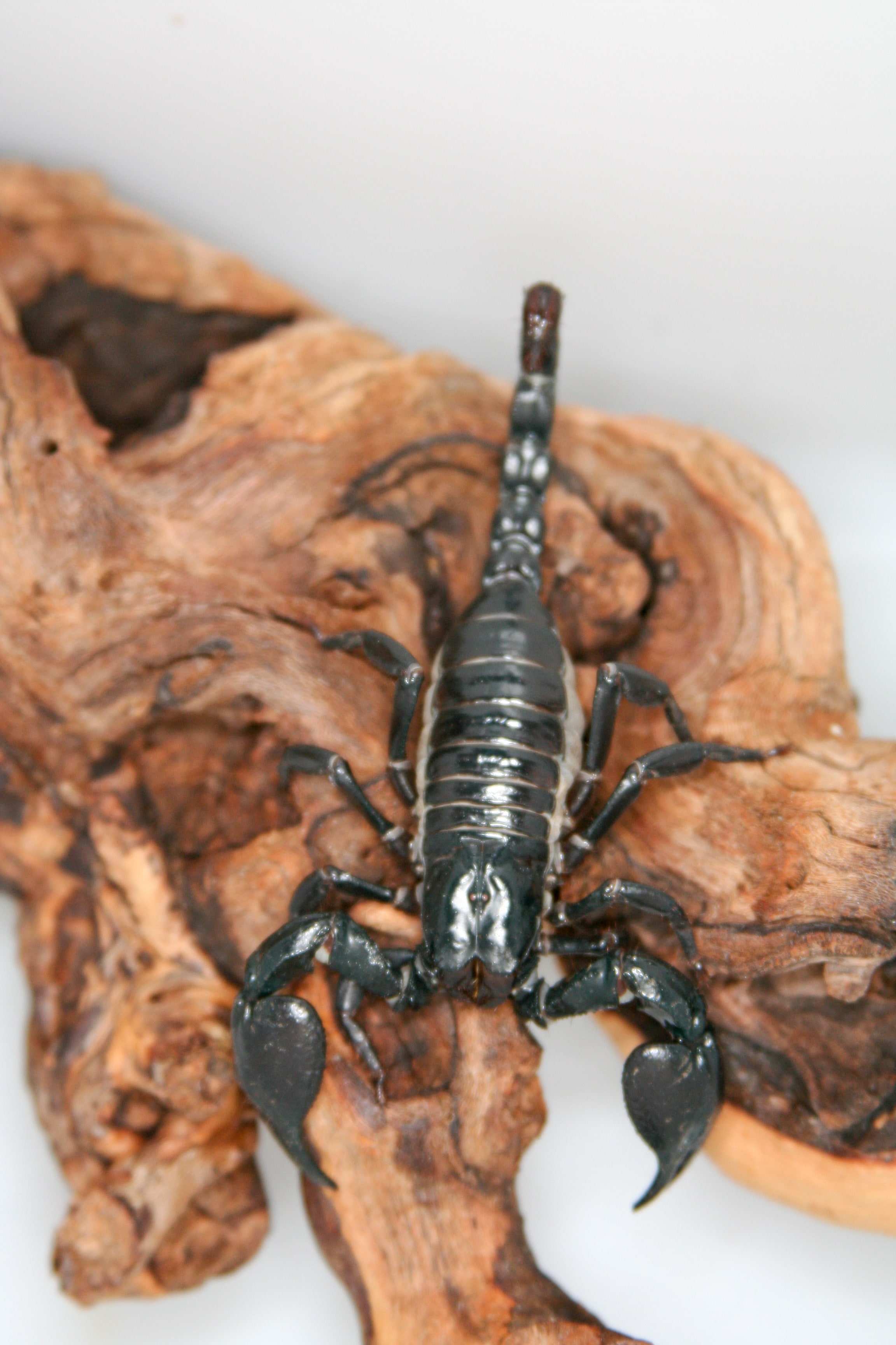 Vietnam Scorpion (2 Of 2), Cal Zoo photo archive
