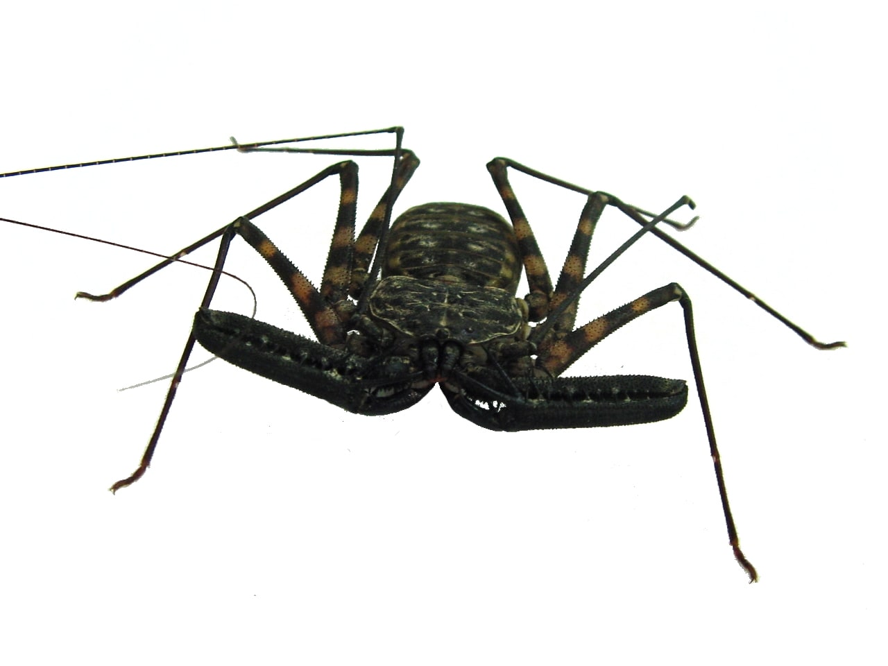Whip Scorpion Tanzania, Cal Zoo photo archive